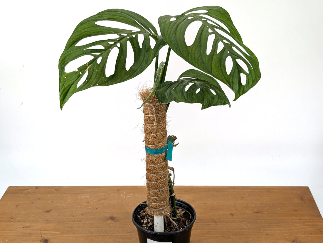 Monstera Esqueleto Exact (27B)