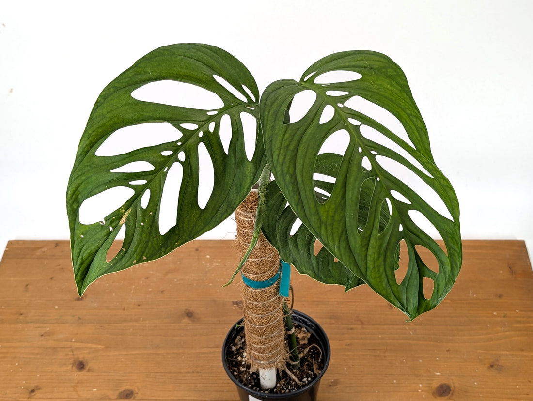 Monstera Esqueleto Exact (27B)