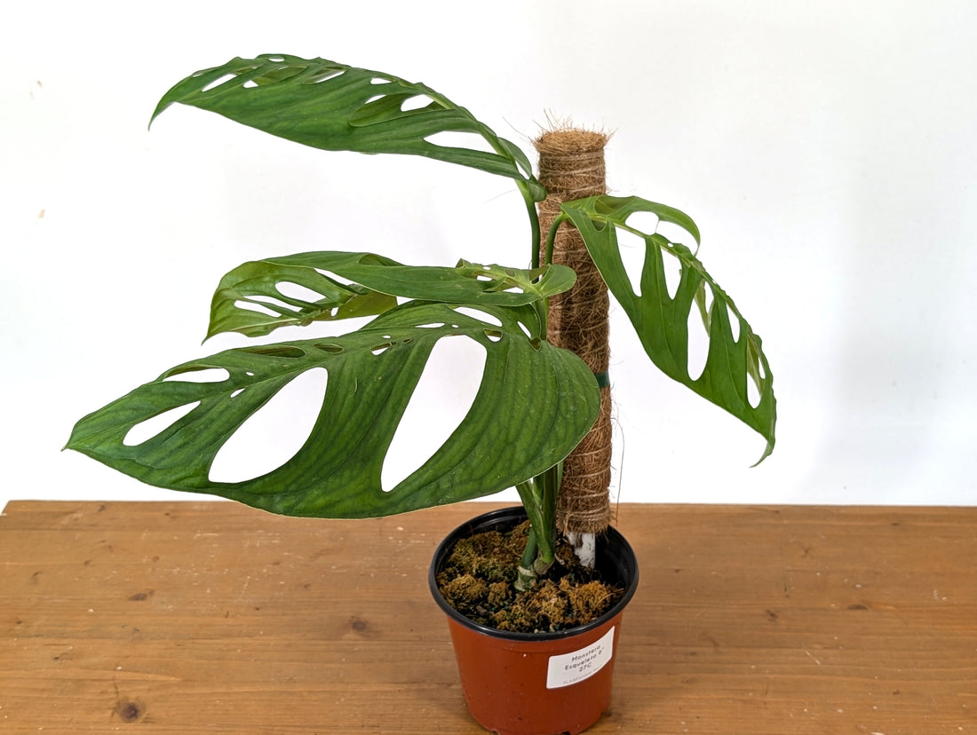 Monstera Esqueleto Exact (27C)