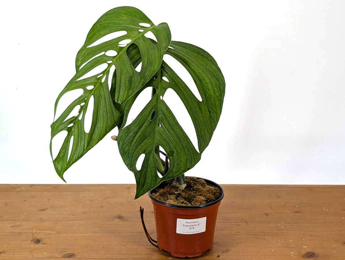 Monstera Esqueleto Exact (27D)
