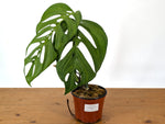 Monstera Esqueleto (epipremnoides)