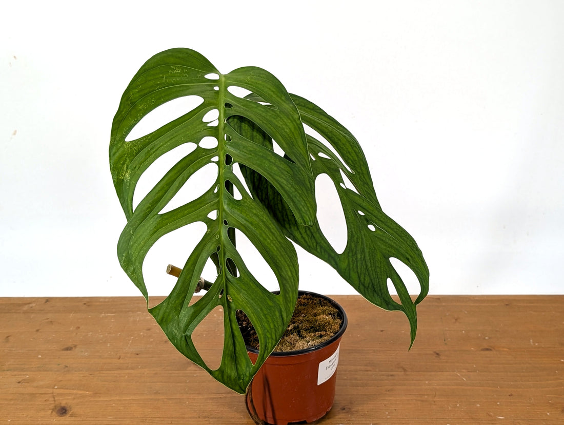 Monstera Esqueleto Exact (27D)