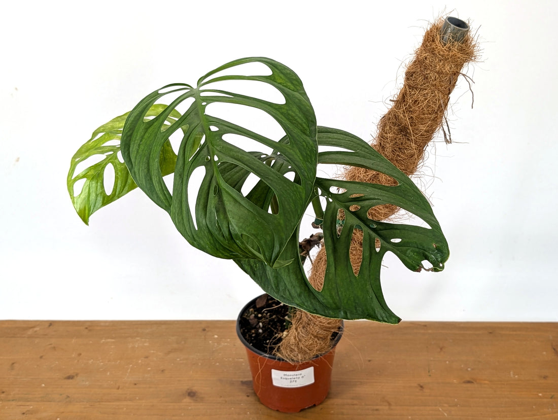 Monstera Esqueleto Exact (27E)
