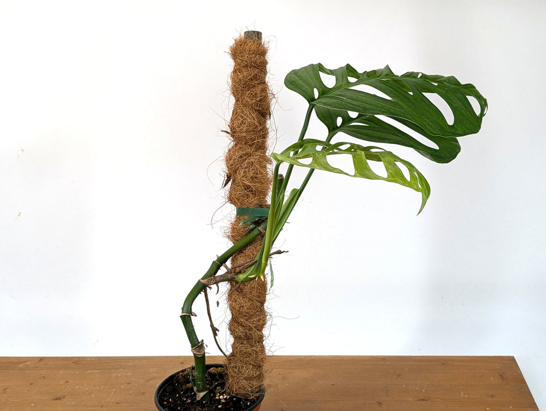 Monstera Esqueleto Exact (27E)