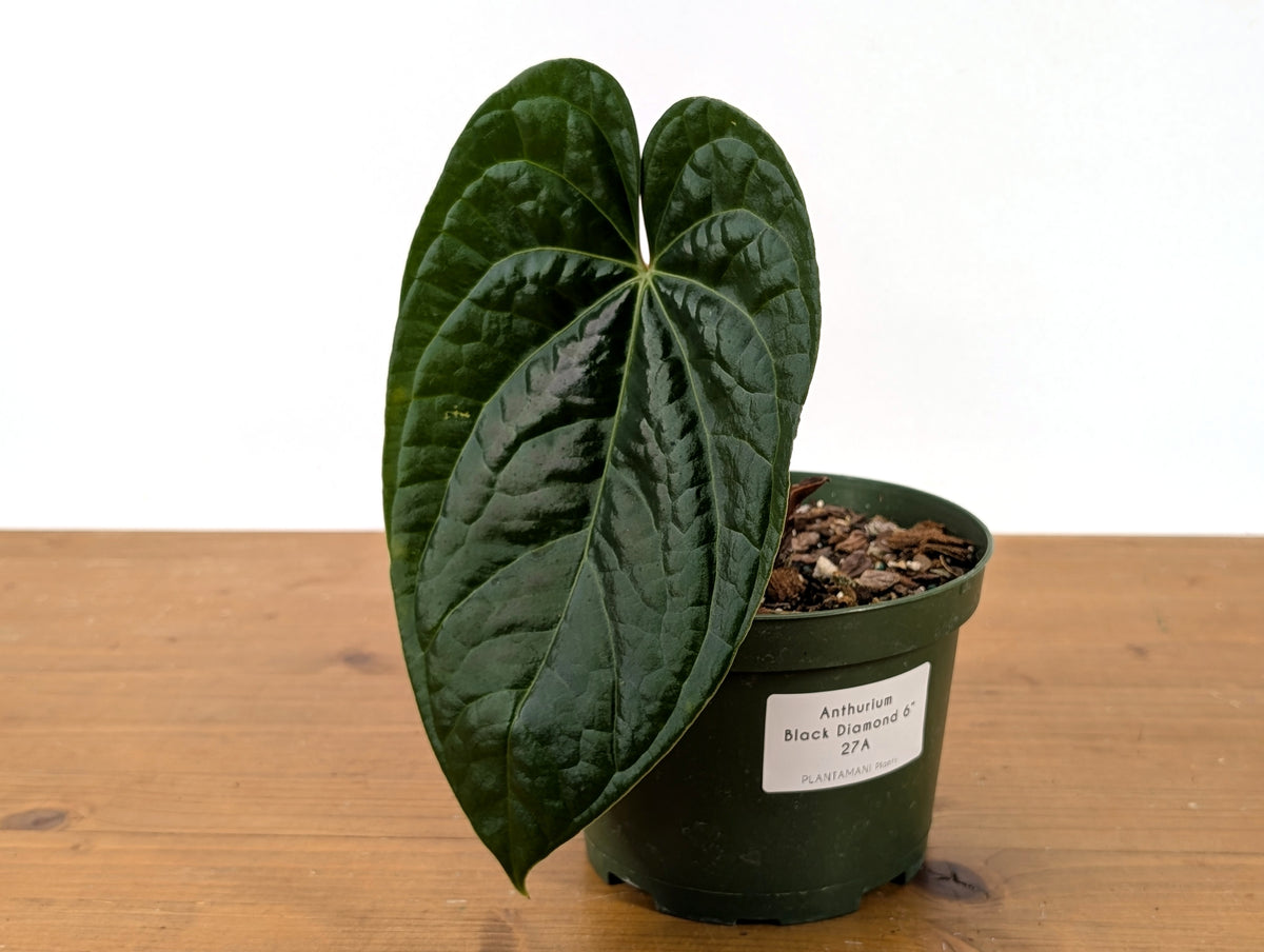 Anthurium Black Diamond