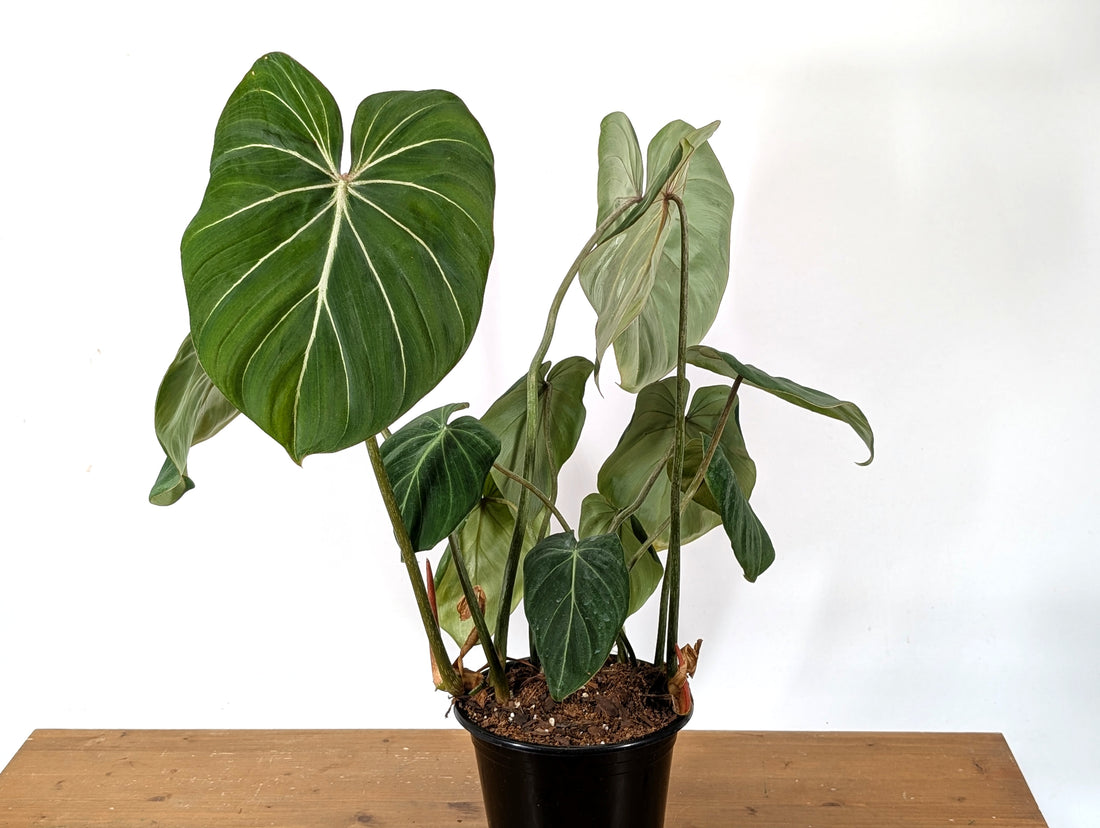 Philodendron Gloriosum - Gallon Pot