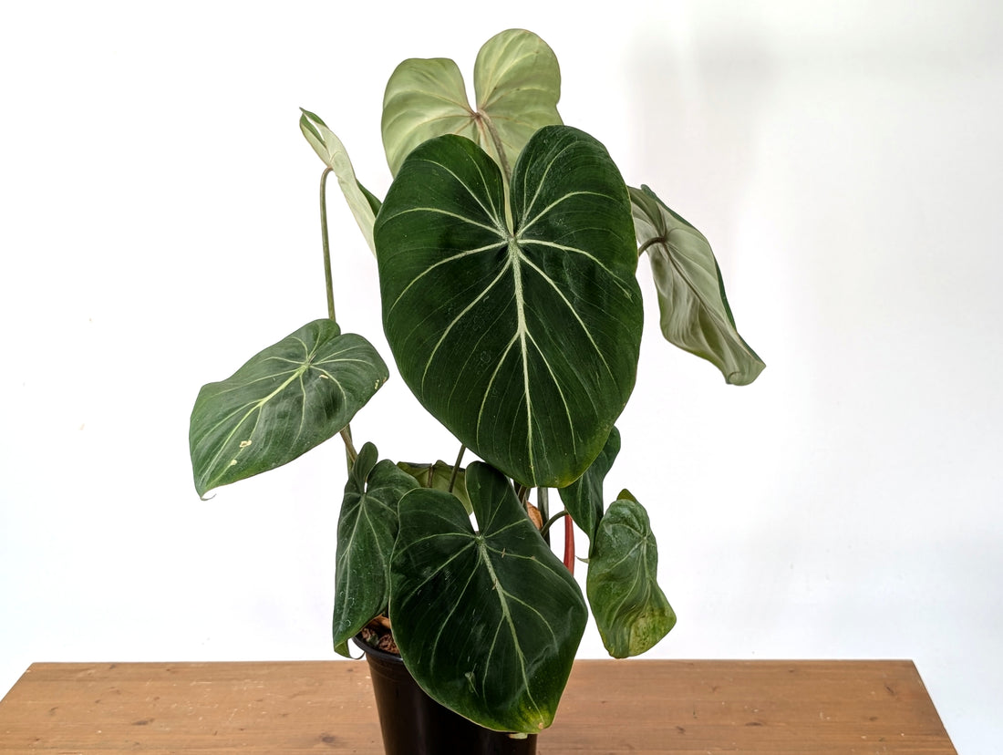 Philodendron Gloriosum - Gallon Pot