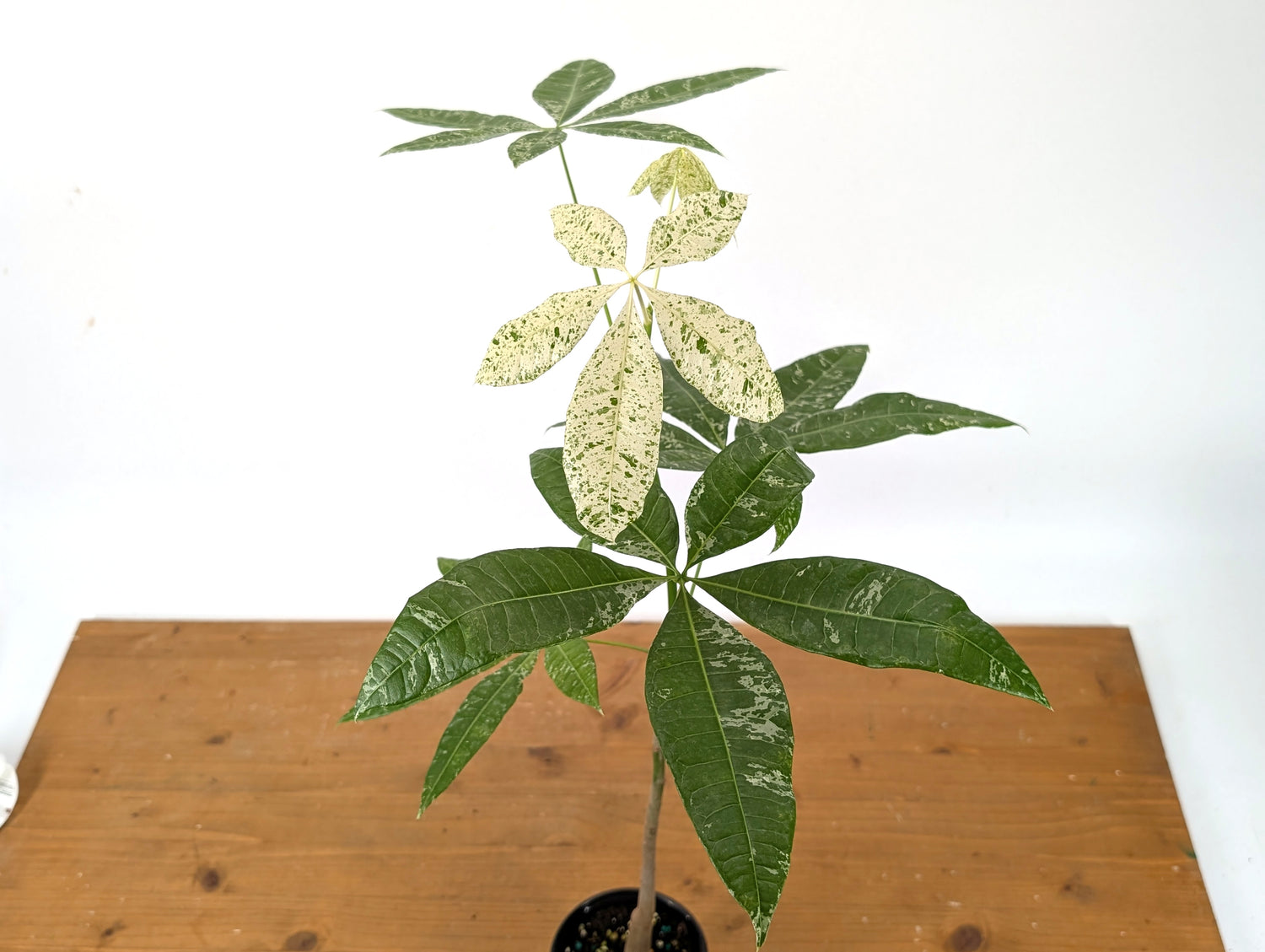 Variegated Money Tree (Pachira) Albo