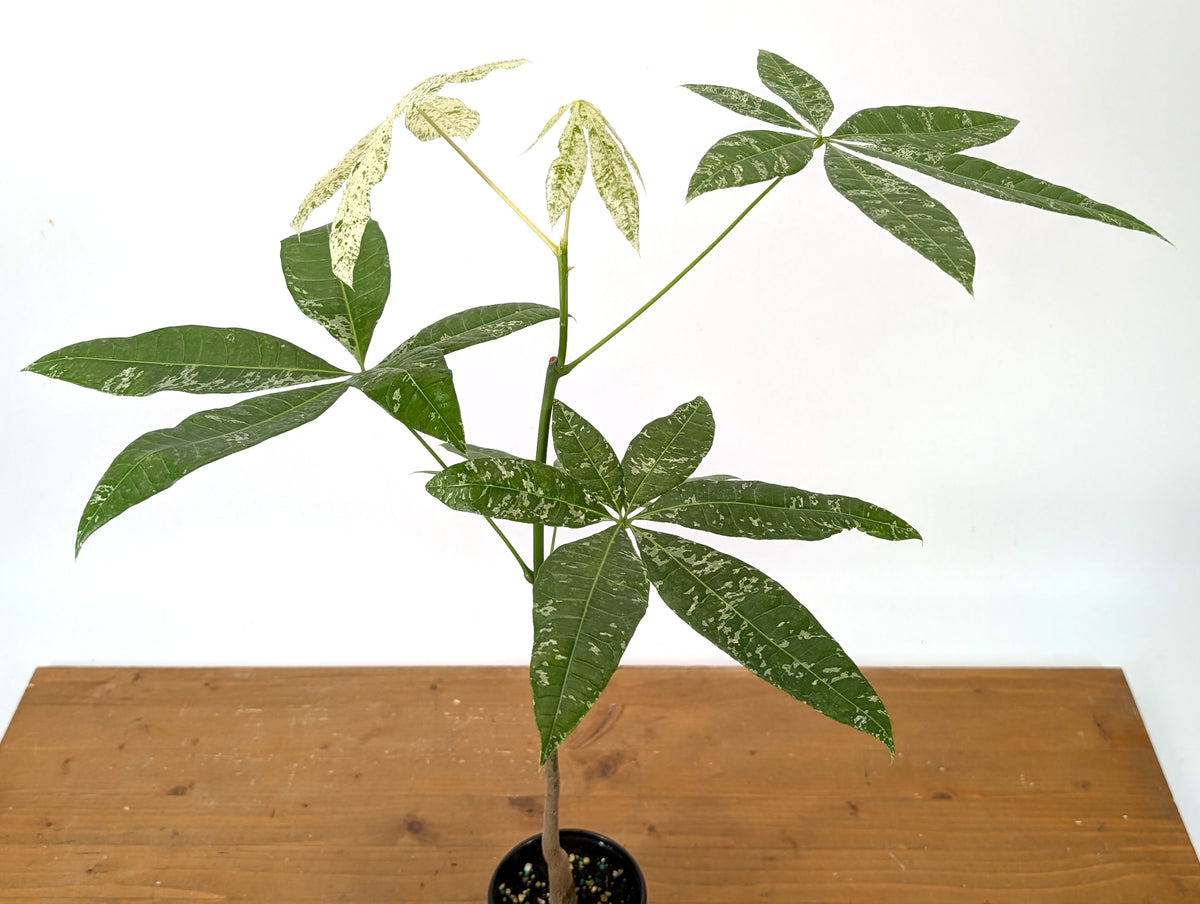 'Milky Way' Variegated Money Tree - Pachira Glabra