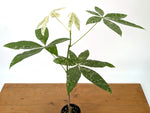 'Milky Way' Variegated Money Tree - Pachira Glabra