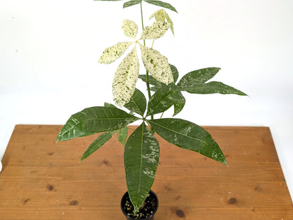 Variegated Money Tree (Pachira) Albo