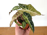 Alocasia Polly Variegated Ghost Mint