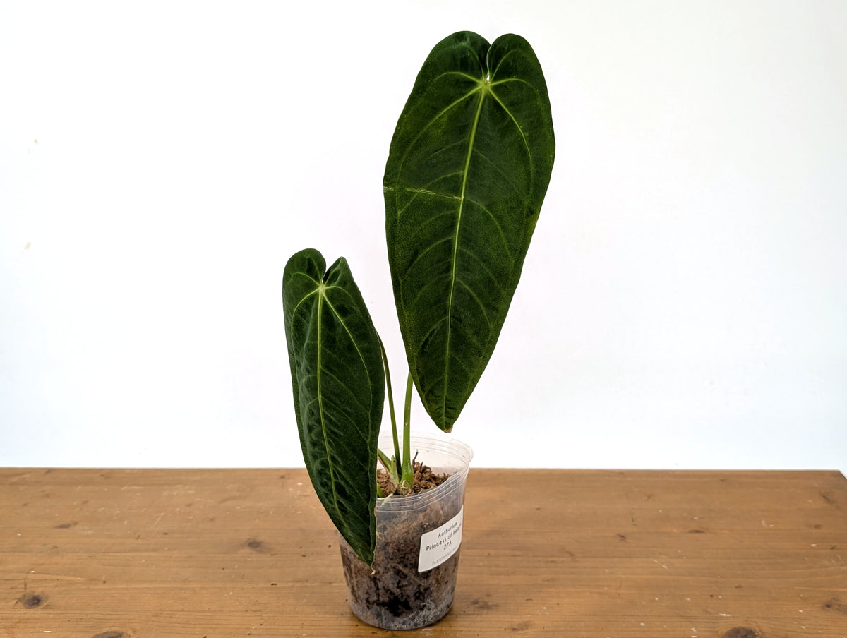 Anthurium Warocqueanum 'Princess of Hearts'