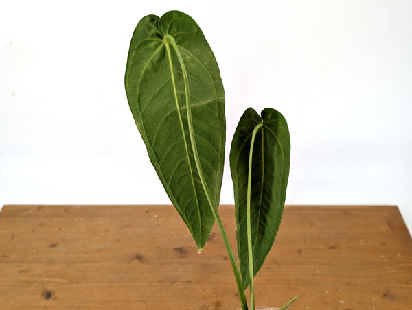Anthurium Warocqueanum 'Princess of Hearts'