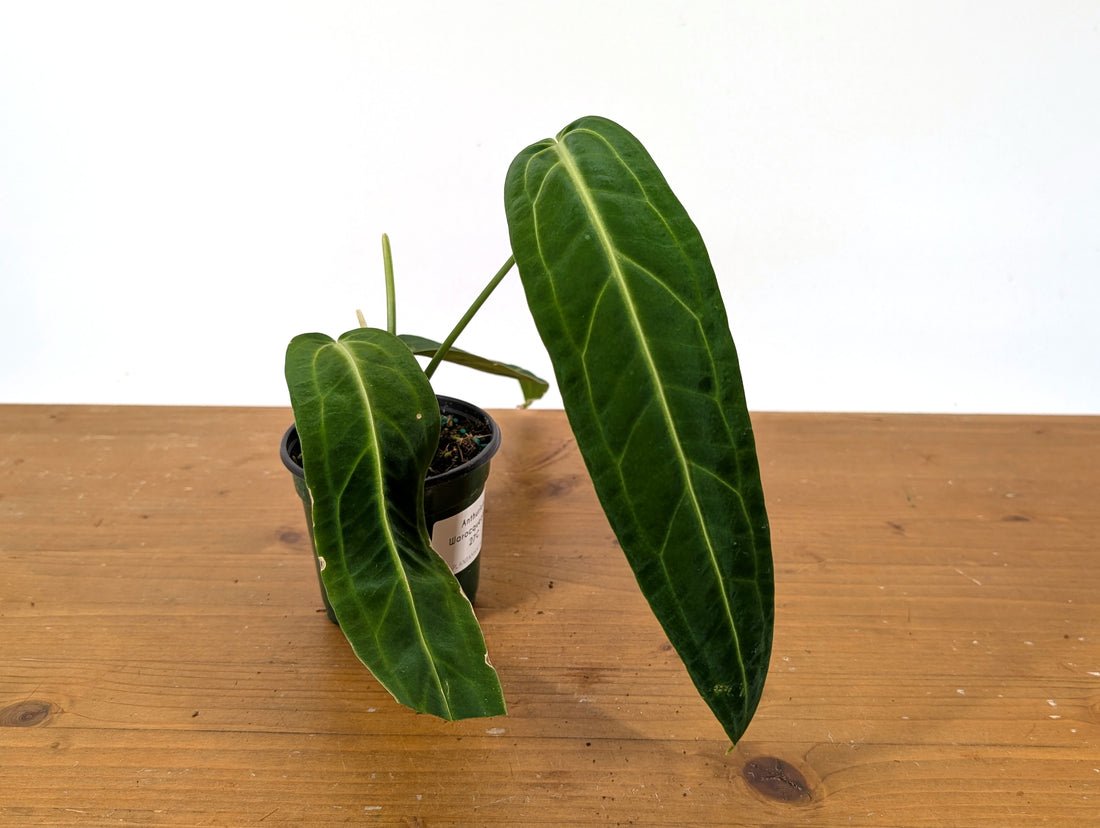 EXACT Anthurium Warocqueanum Queen 27D