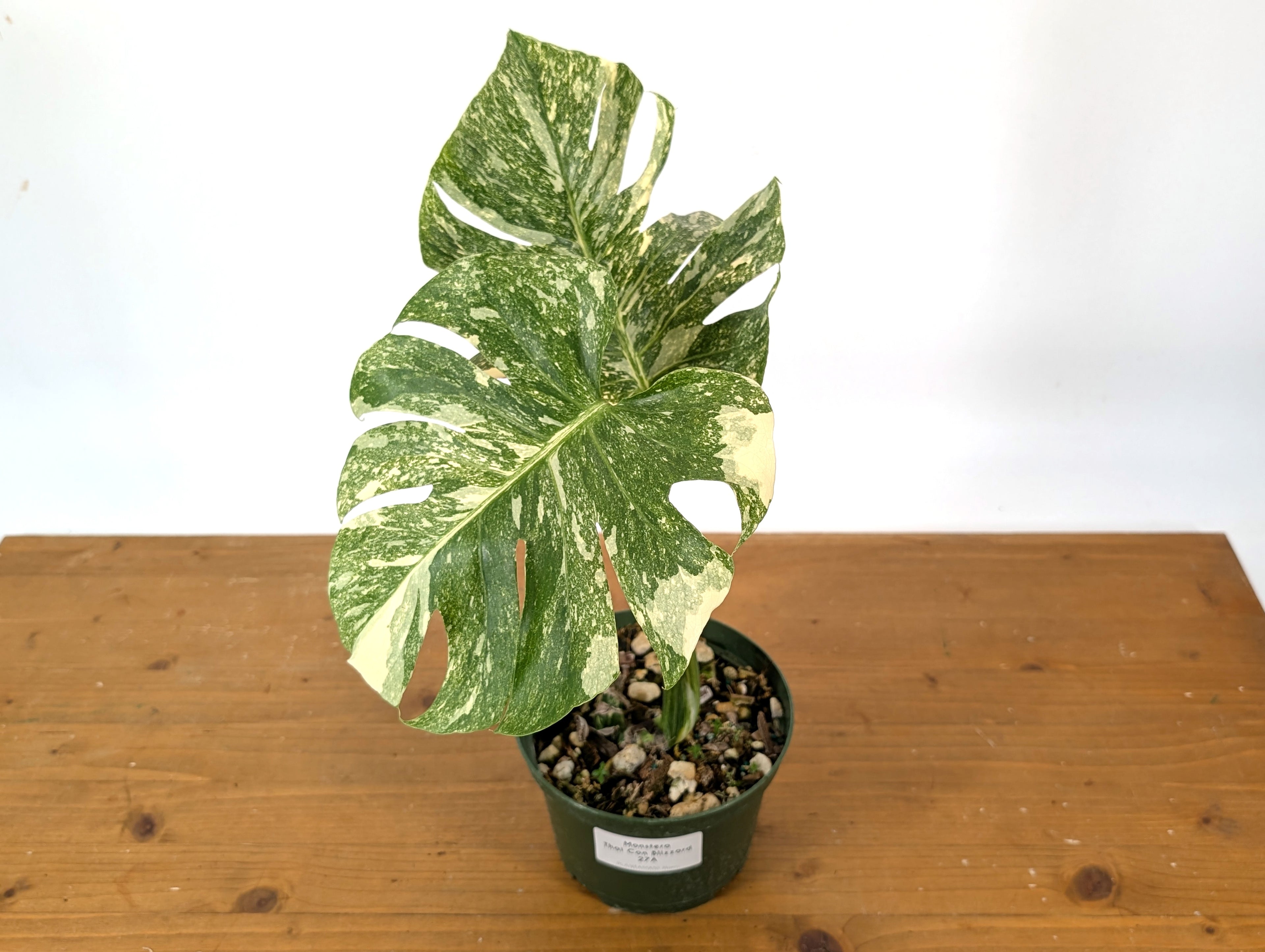 Monstera Thai Constellation &