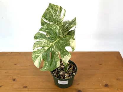 Monstera Thai Constellation &