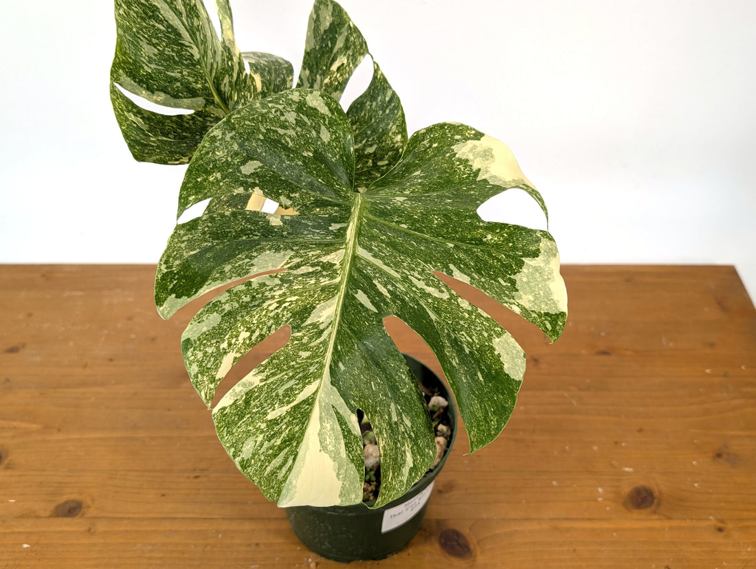 Monstera Thai Constellation &