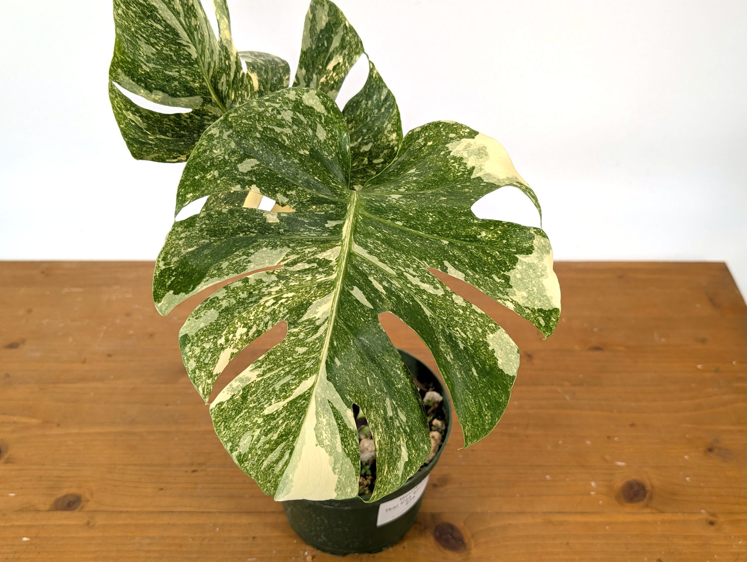 Monstera Thai Constellation &
