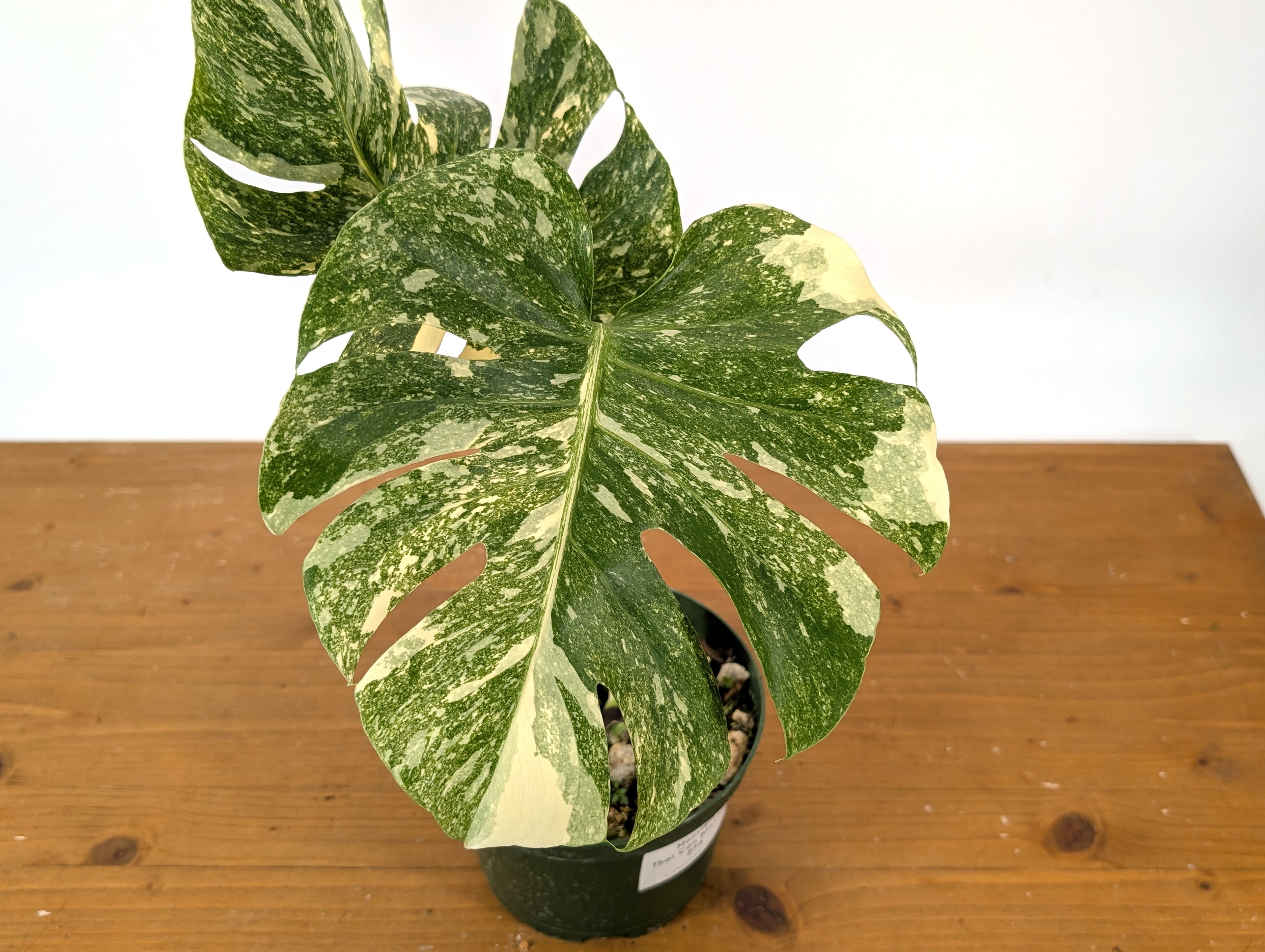Monstera Thai Constellation &