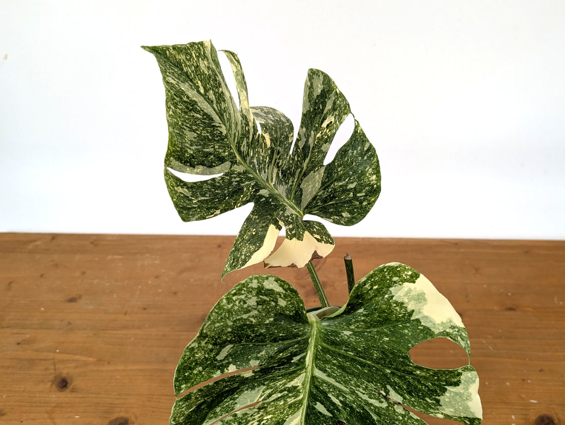 Monstera Thai Constellation &