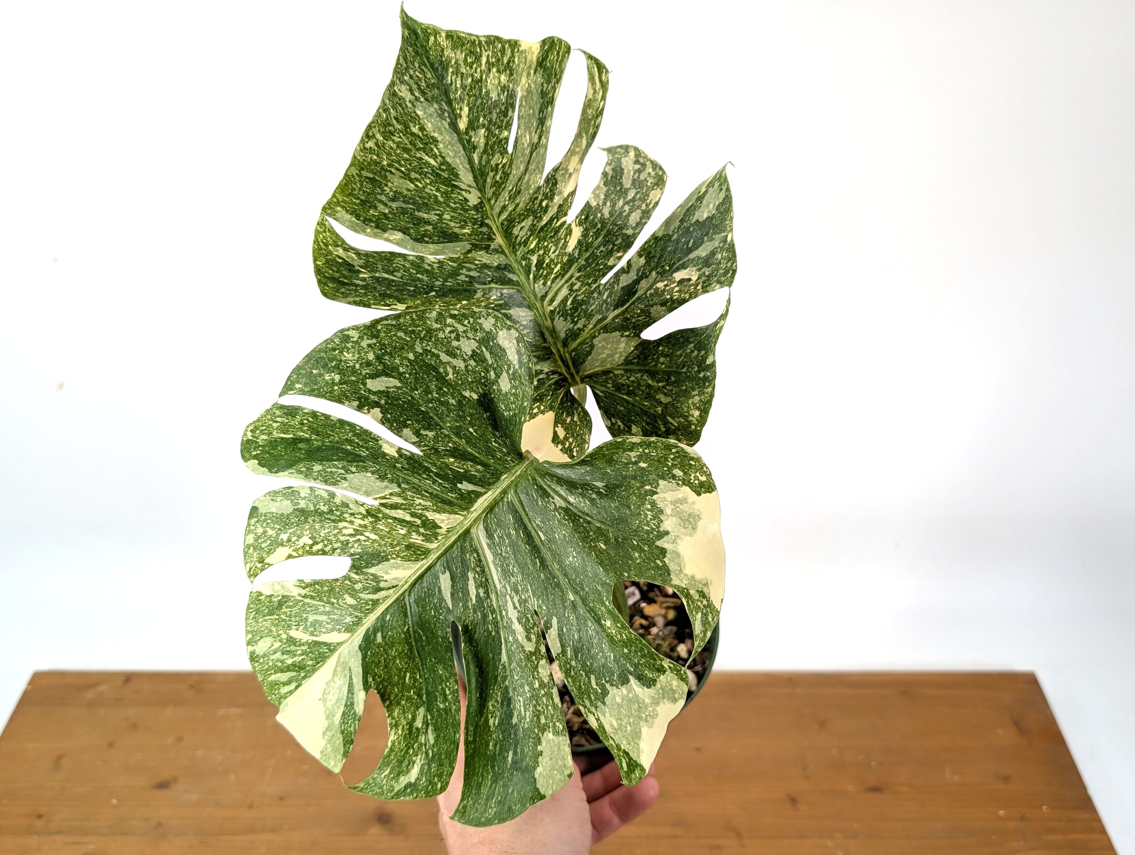 Monstera Thai Constellation &