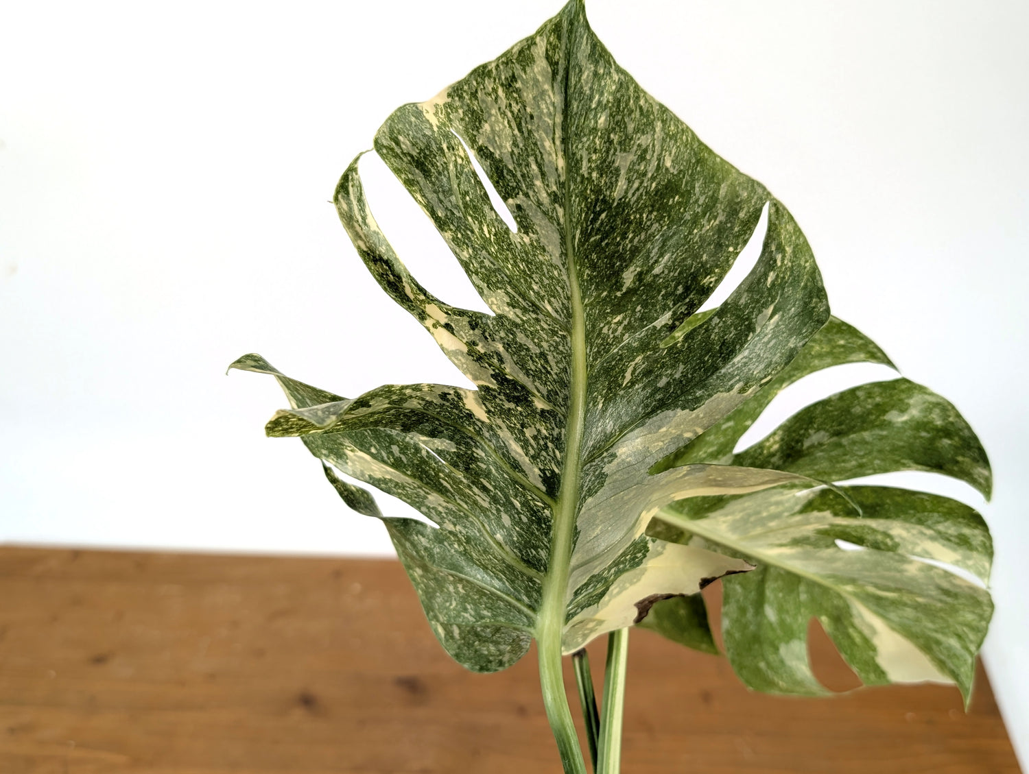 Monstera Thai Constellation &