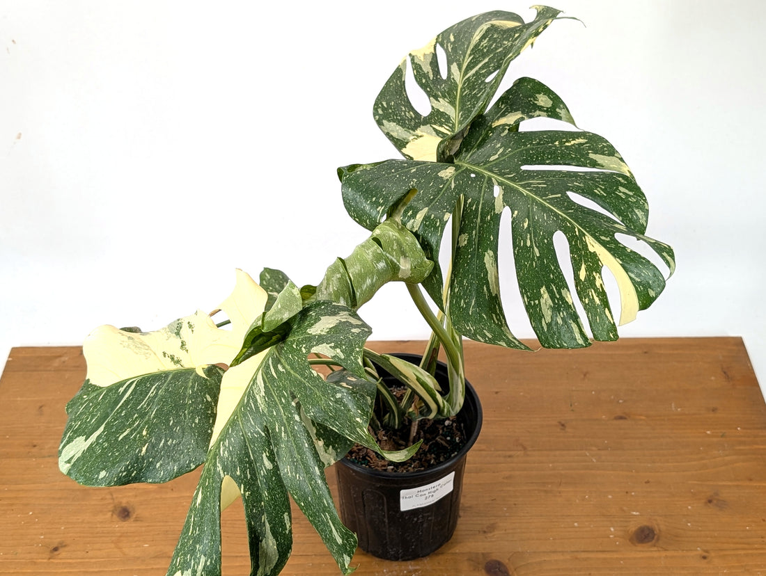 Monstera Thai Constellation - 27B Exact Plant High Color