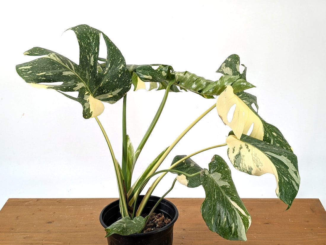 Monstera Thai Constellation - 27B Exact Plant High Color