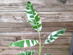 Musa Florida Variegated Banana Tree
