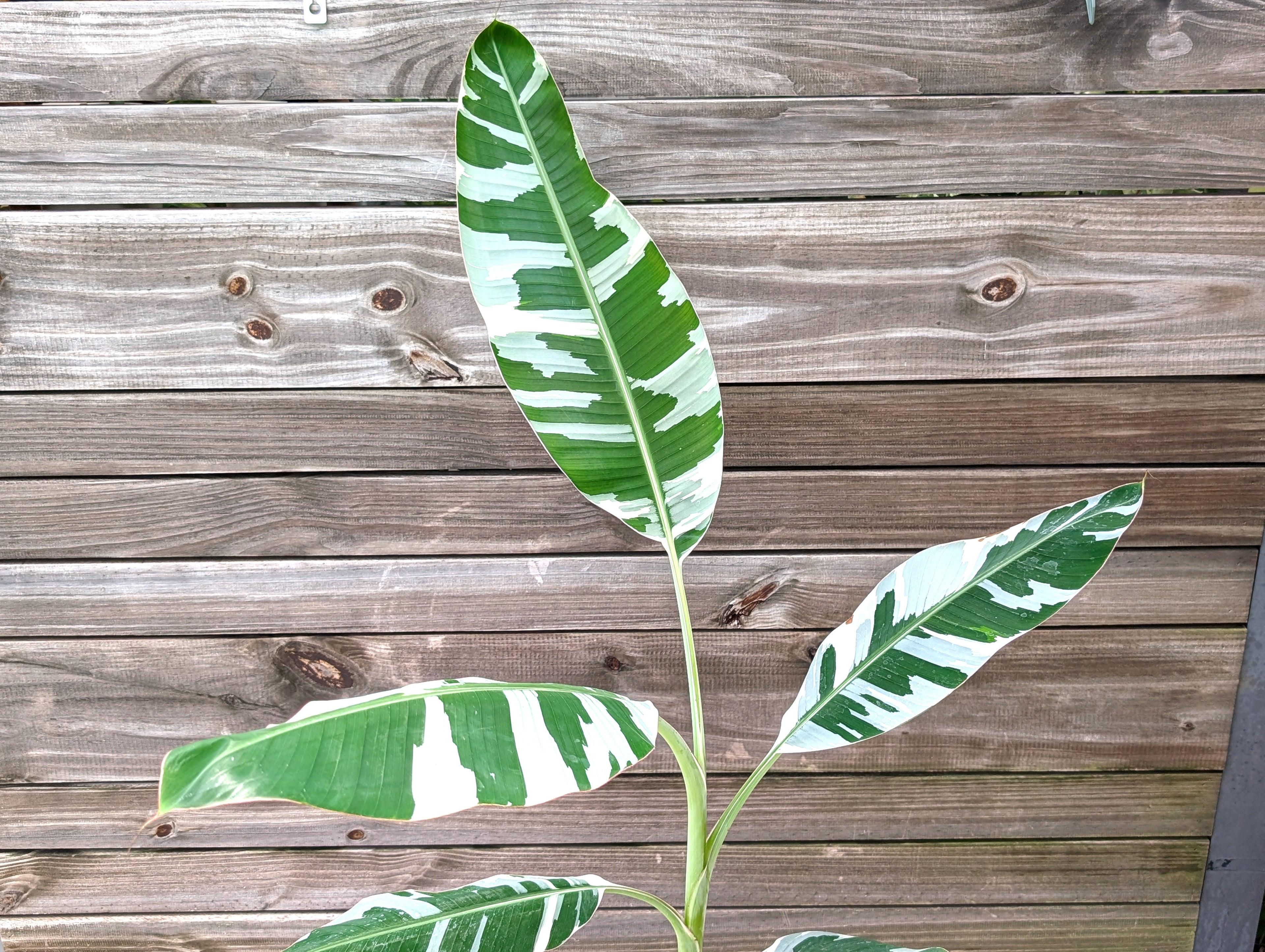 Musa Florida Variegated Banana Tree