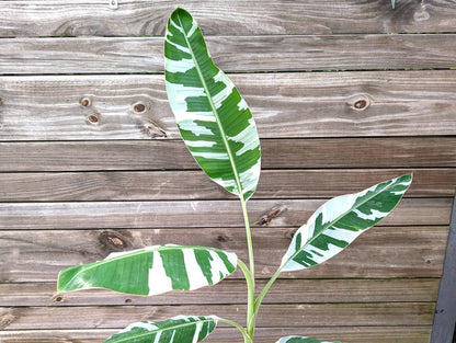Musa Florida Variegated Banana Tree