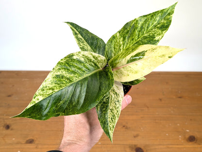 Anthurium Hookeri Variegated x Renaissance