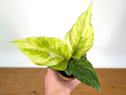 Anthurium Hookeri Variegated x Renaissance