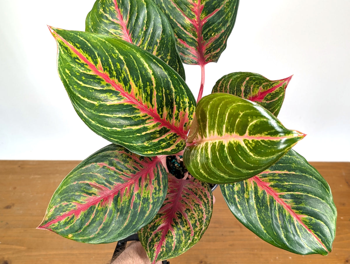Aglaonema Black Dragon