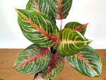 Aglaonema Black Dragon
