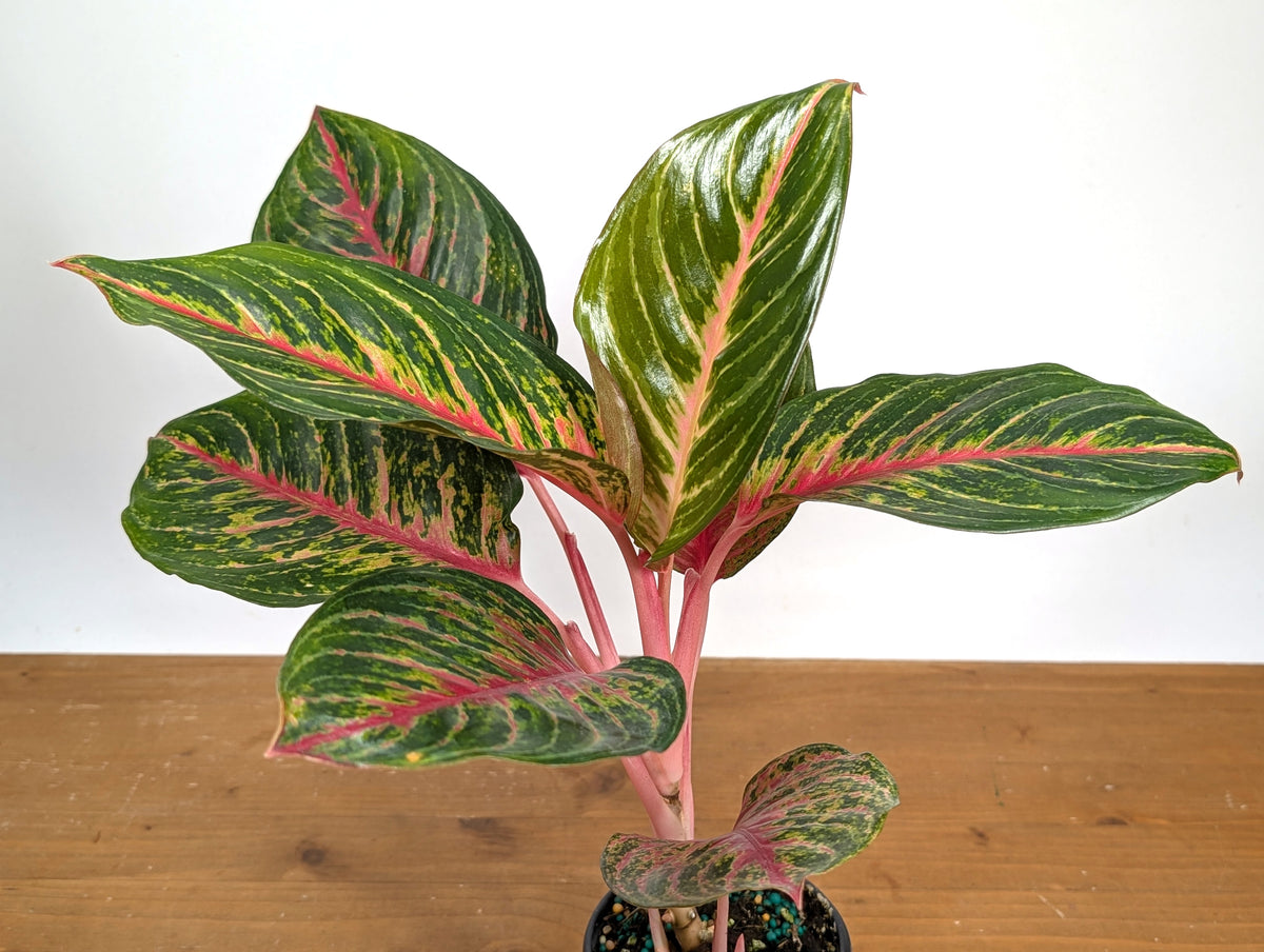 Aglaonema Black Dragon
