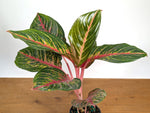 Aglaonema Black Dragon