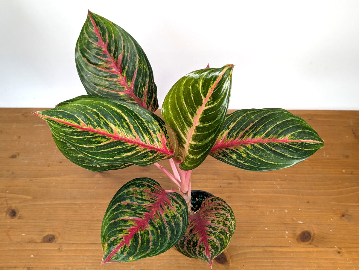 Aglaonema Black Dragon