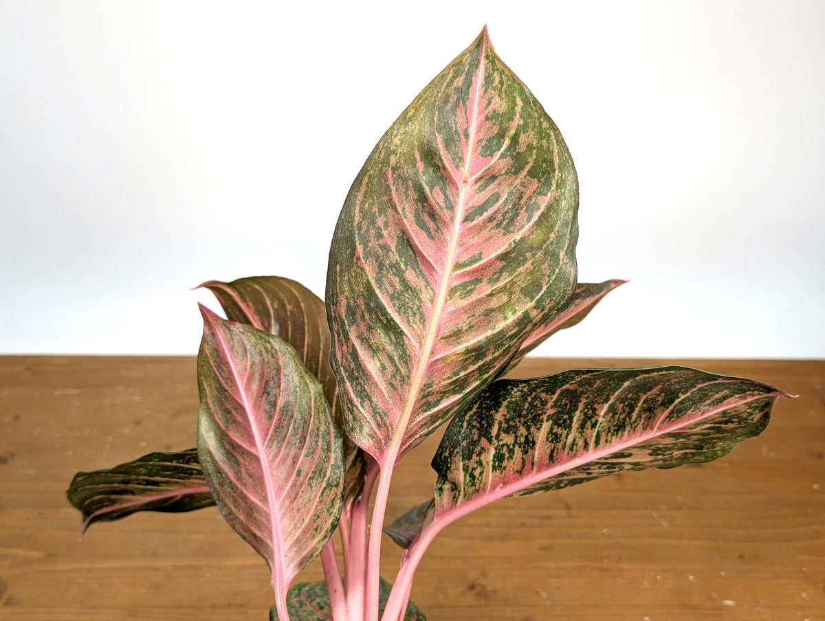 aglaonema black dragon Aglaonema Black Dragon