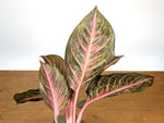 Aglaonema Black Dragon