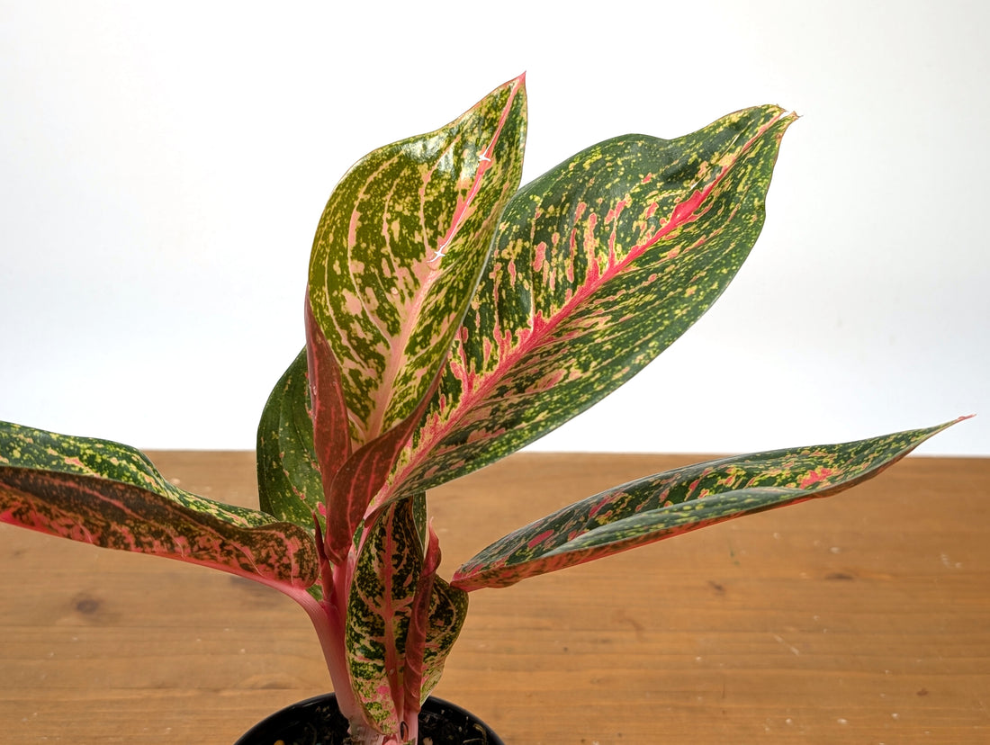Aglaonema Red Stardust