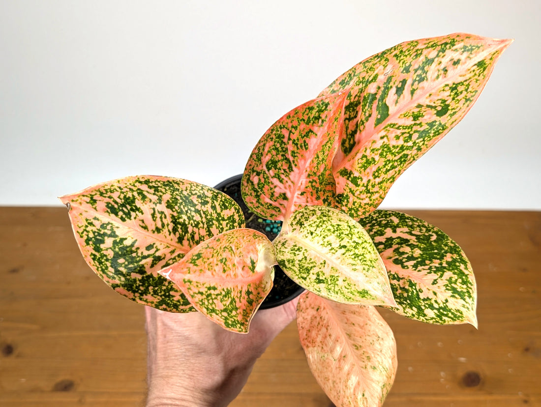 Aglaonema Orange Stardust