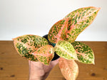 Aglaonema Orange Stardust