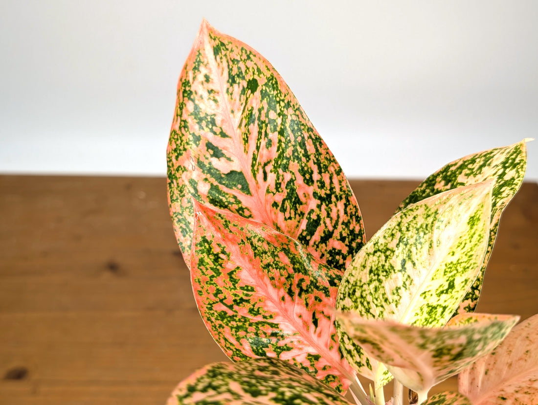 Aglaonema Orange Stardust