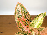 Aglaonema Orange Stardust