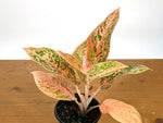 Aglaonema Orange Stardust
