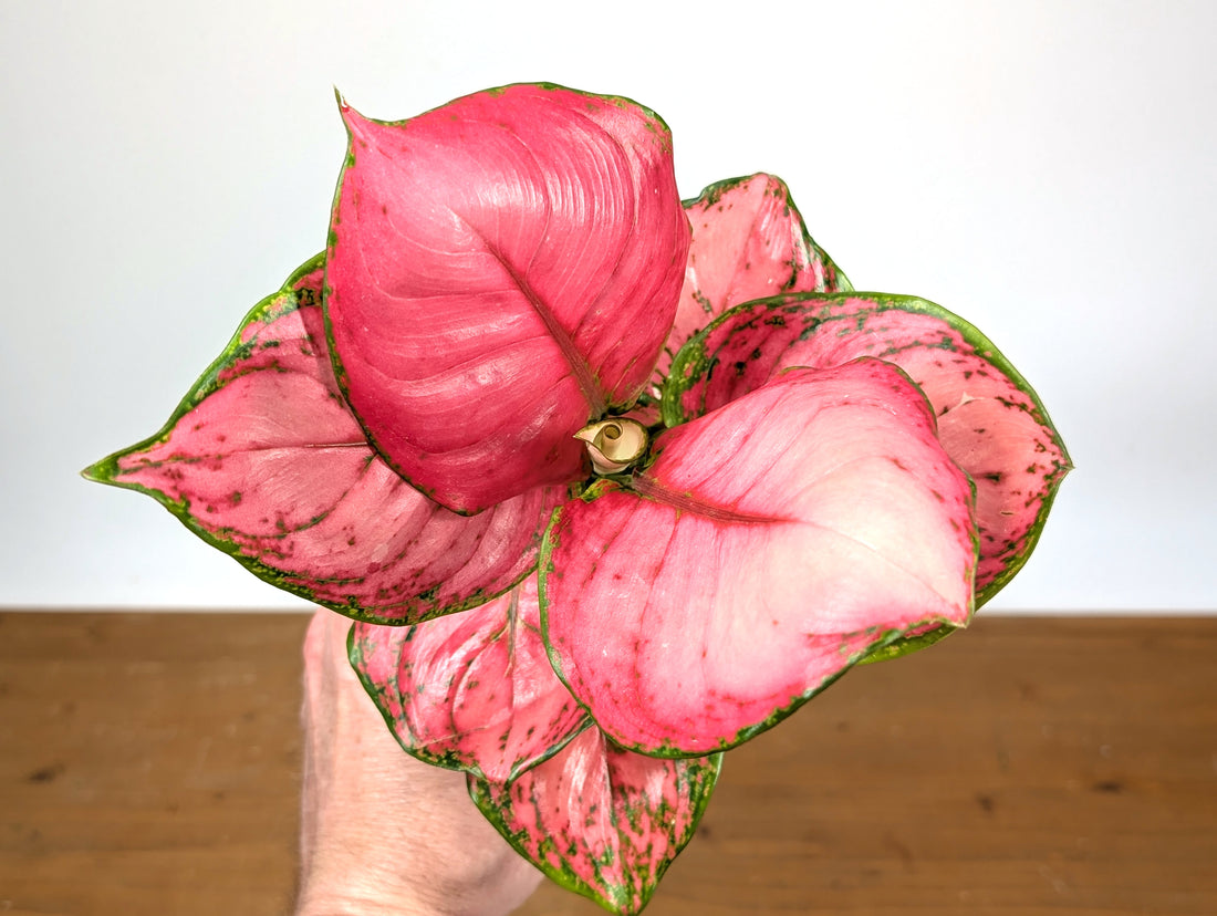 Aglaonema Sweet Candy