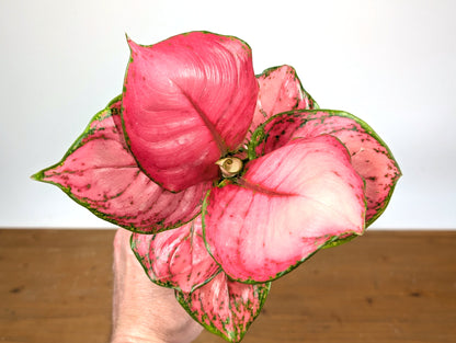 Aglaonema Sweet Candy
