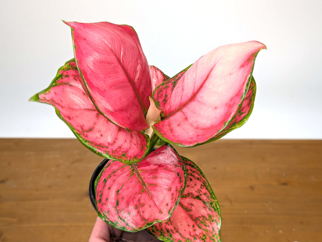 Aglaonema Sweet Candy